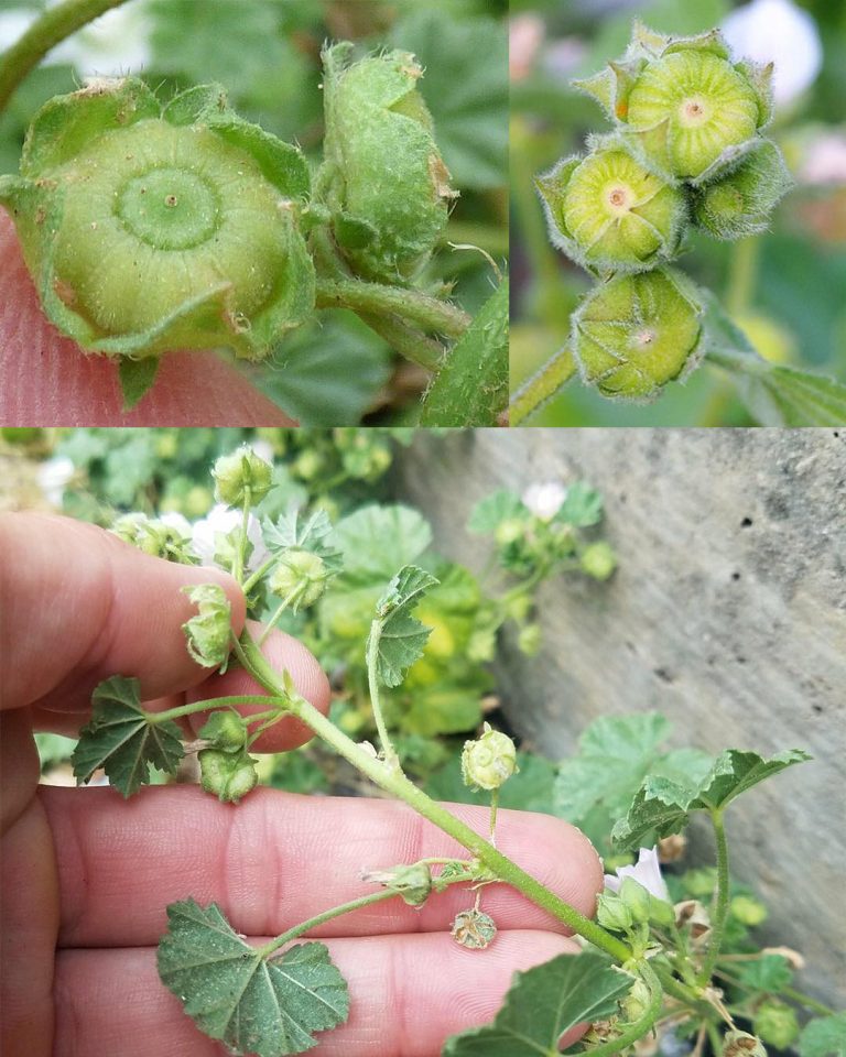 Łagodne olbrzymy: Malva Neglecta i Malva Sylvestris w tradycyjnej i nowoczesnej praktyce wellness