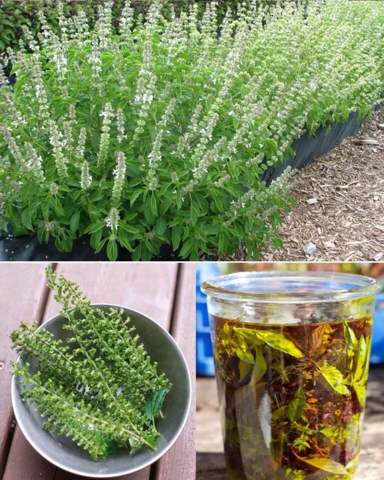 Jeśli Twoja bazylia ma kwiaty na końcach, nie wyrzucaj ich: są warte swojej wagi w złocie, jeśli wykorzystasz je w ten sposób.