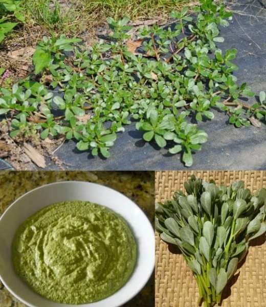 Zmartwychwstanie portulaki: cenny skarb w ogrodzie i kuchni