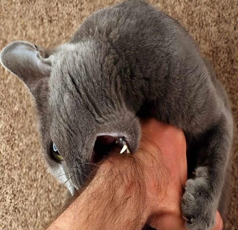 Dlaczego twój kot gryzie? Poznaj przyczyny i sposoby ich leczenia