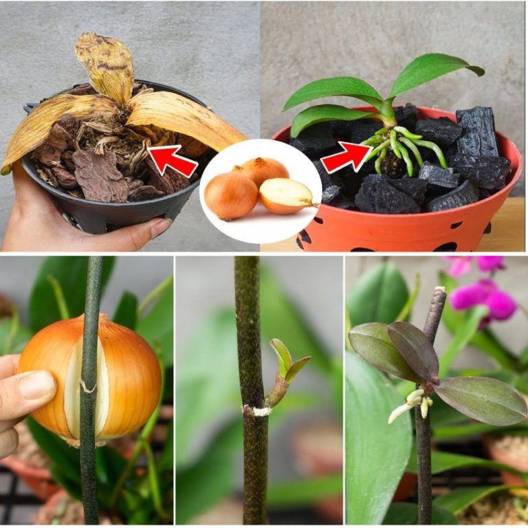 Po wykonaniu tej czynności wszystkie Twoje storczyki będą kwitły nieprzerwanie – spróbuj
