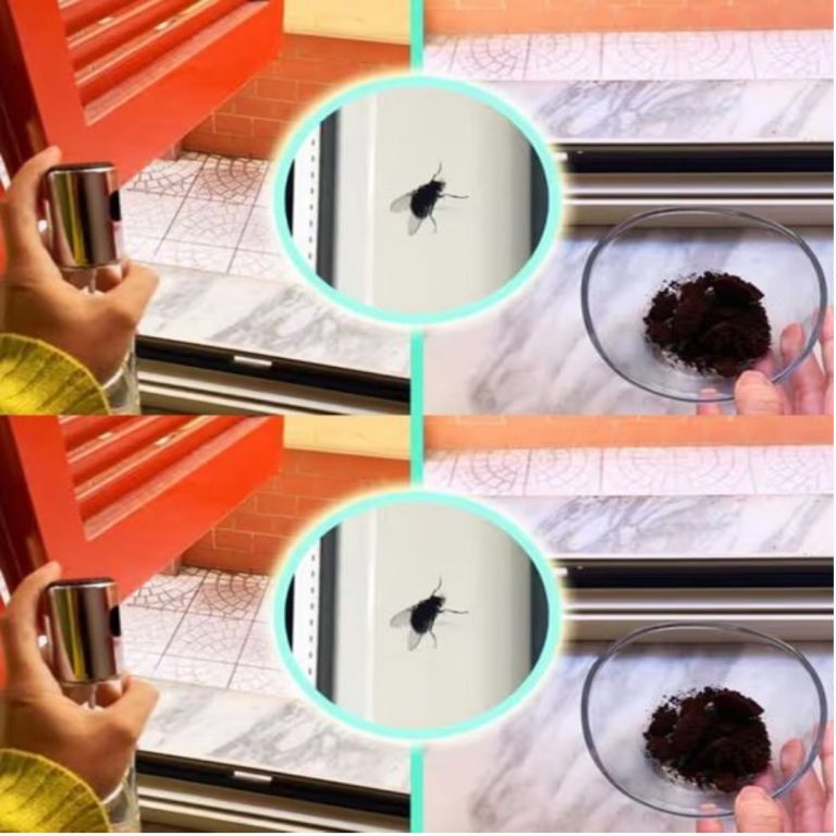 Pozbądź się much w swoim domu dzięki prostym i niedrogim sposobom!