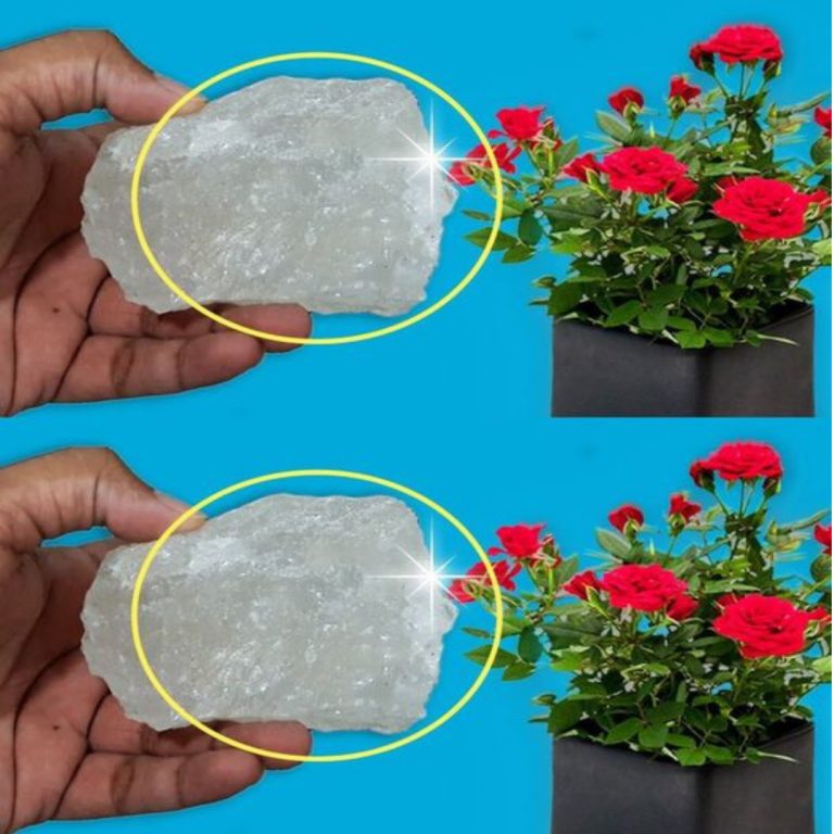 Piękne i zdrowe róże: postępuj zgodnie z tymi 5 wskazówkami, aby mieć wspaniały ogród