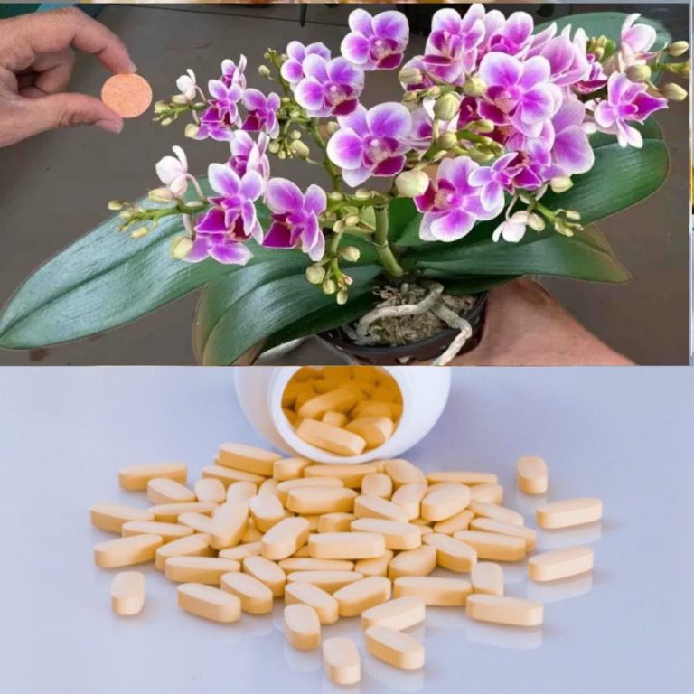 Ta pigułka może przywrócić życie każdej orchidei: nigdy wcześniej nie przeżyła czegoś takiego.