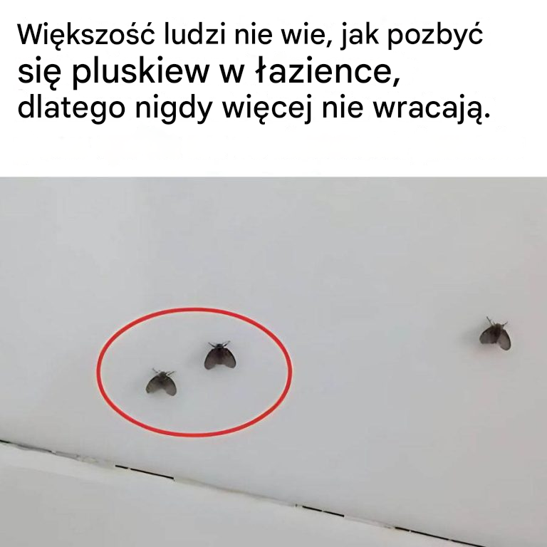 Jak pozbyć się owadów z łazienki?