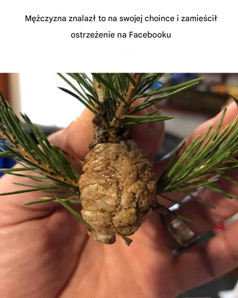 Nie wiedziałem, że to możliwe!