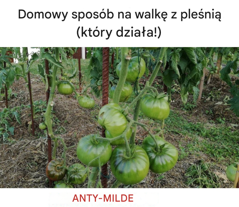 Domowy sposób na walkę z pleśnią (który działa!)