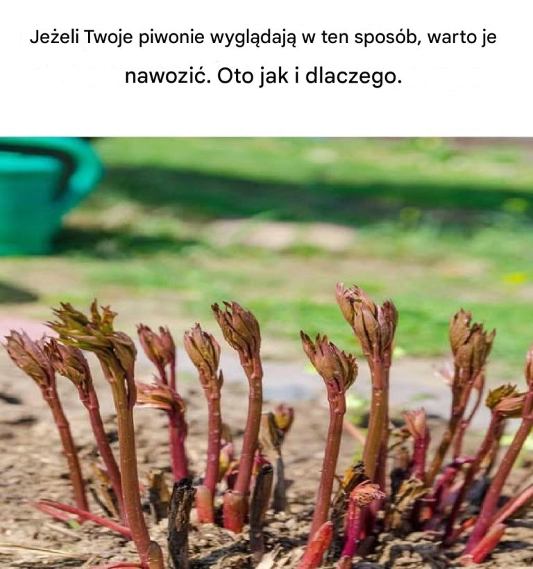 Nie miałem pojęcia