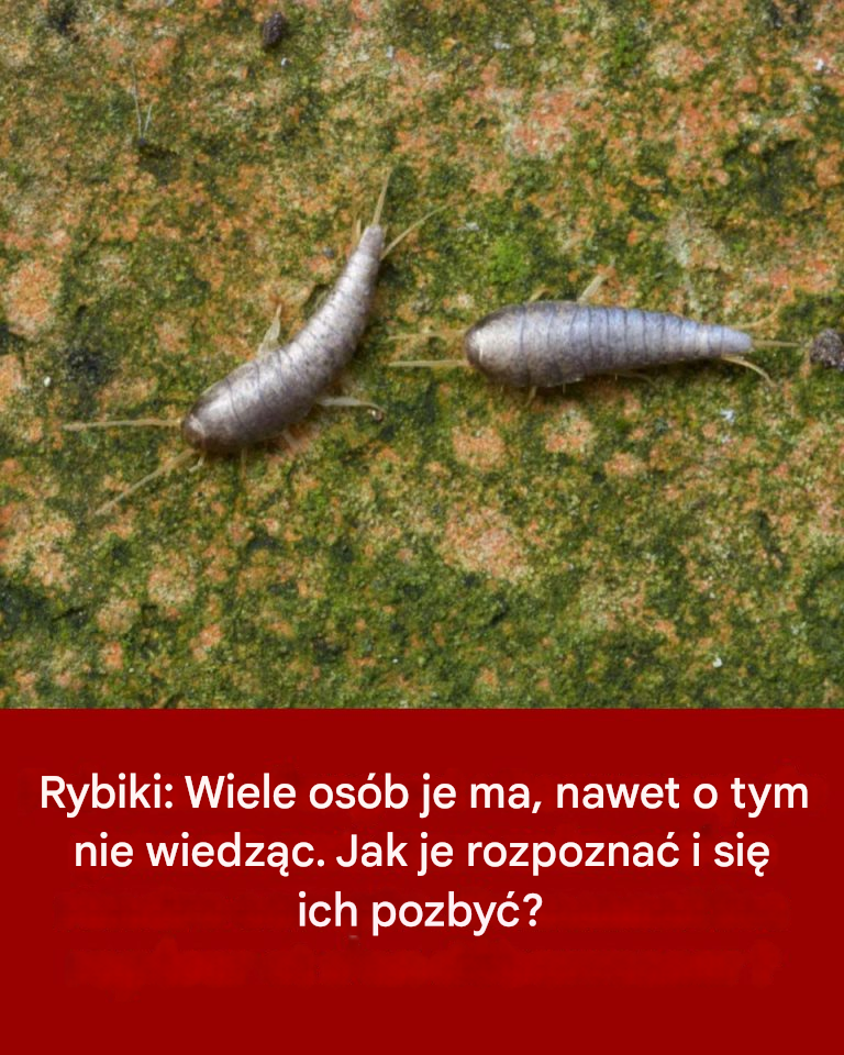Rybiki: Skąd się biorą i co zrobić, aby się ich pozbyć?