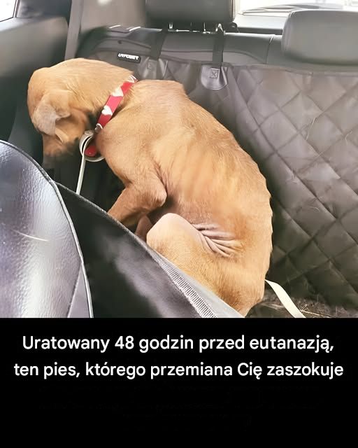 Pies uratowany 48 godzin przed eutanazją przechodzi piękną przemianę
