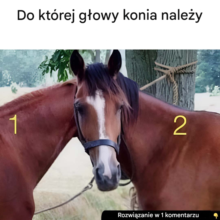 Do którego konia należy ta głowa?