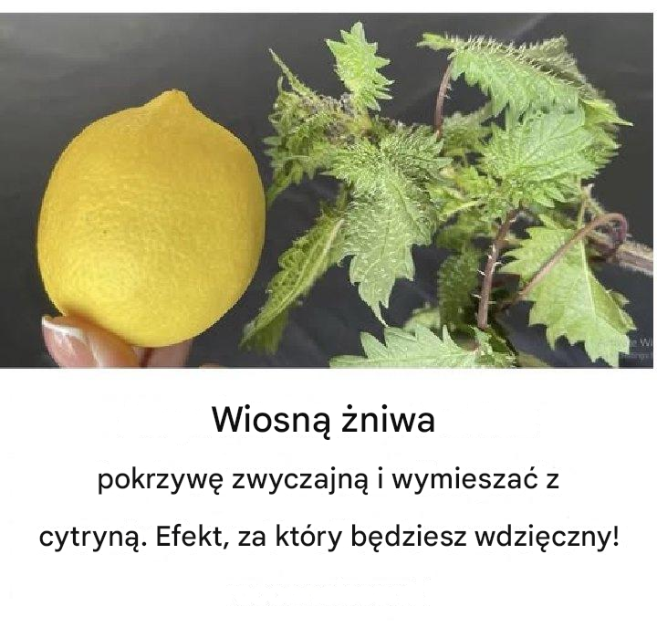 Wiosną należy zebrać pokrzywę pospolitą i wymieszać ją z cytryną. Efekt, za który będziesz wdzięczny!