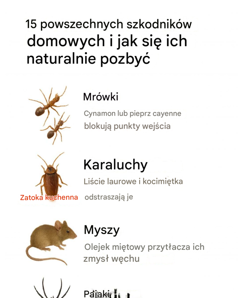15 powszechnych szkodników domowych i jak się ich naturalnie pozbyć