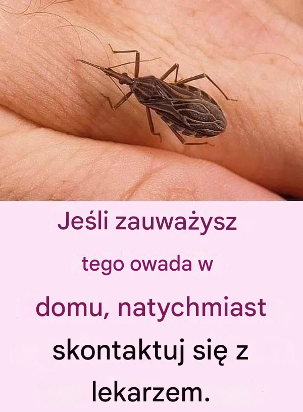 Uwaga ! Jeśli zauważysz tego owada w domu, natychmiast wyjdź i wezwij lekarza!