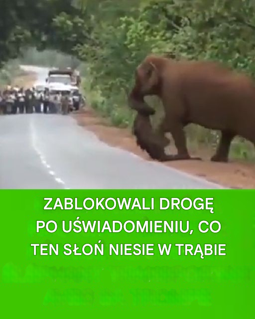 Płaczące słonie opłakują utracone dziecko podczas marszu pogrzebowego – tak jak ludzie