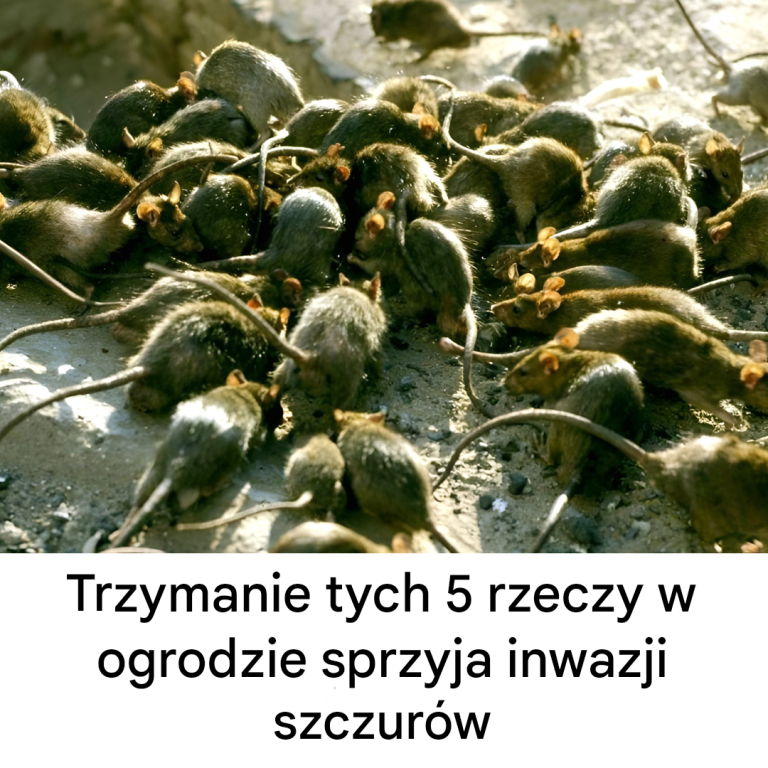 Pozostawienie tych pięciu rzeczy w ogrodzie może „sprzyjać inwazji szczurów”.