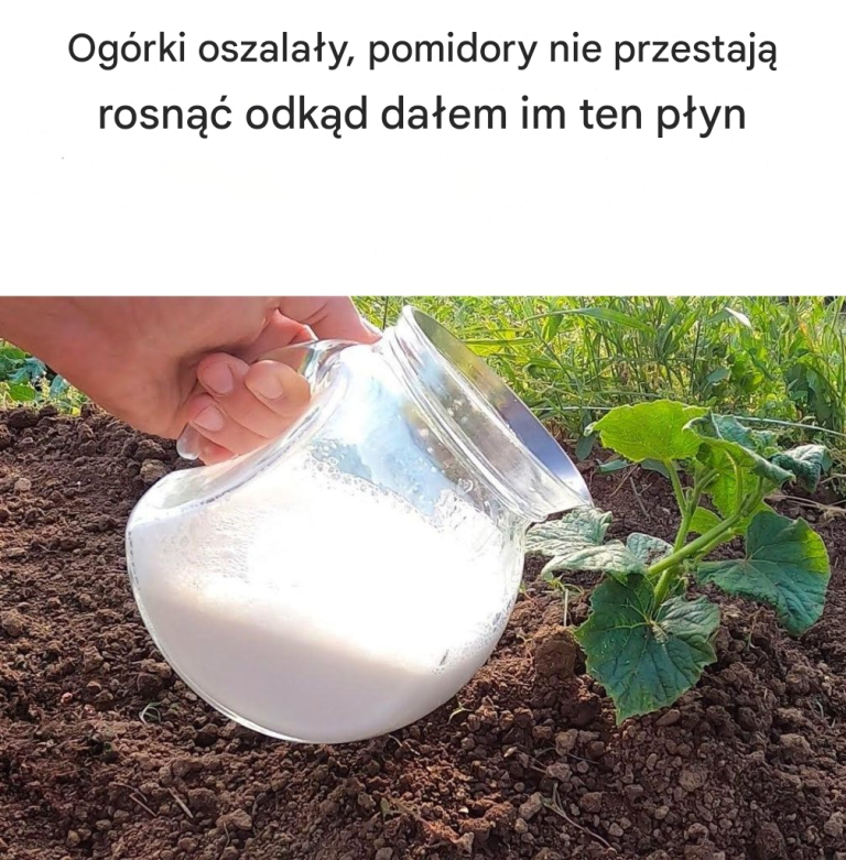 Ogórki oszalały, pomidory nie przestały rosnąć odkąd dałam im ten płyn.