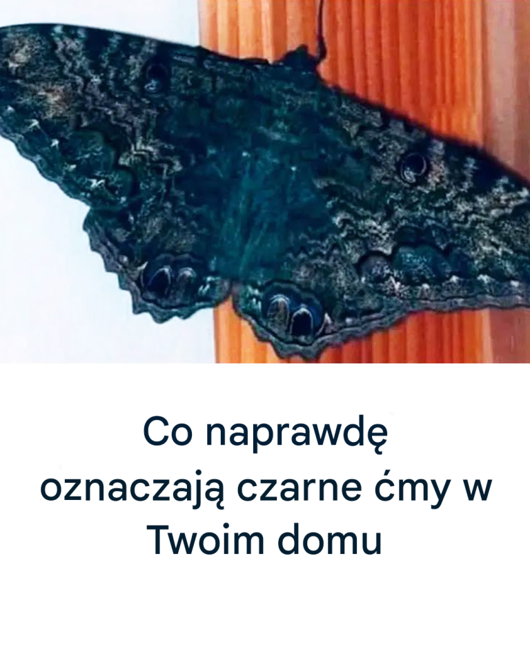 Co naprawdę oznaczają czarne ćmy w Twoim domu