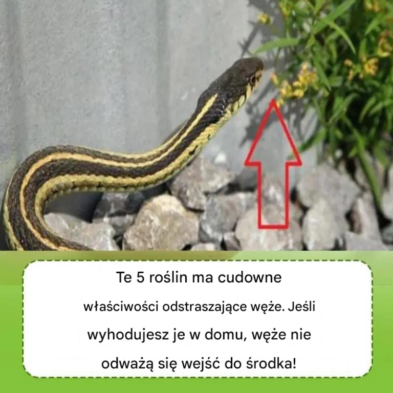 Zasadź rośliny odstraszające, aby chronić swoją rodzinę.