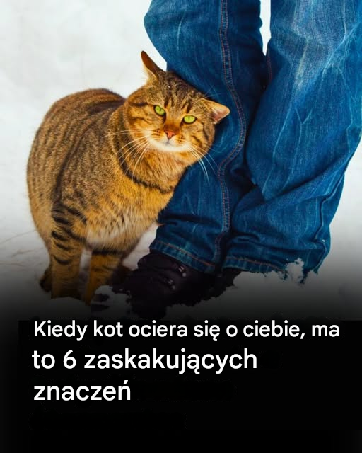 Co oznacza, gdy kot ociera się o Ciebie