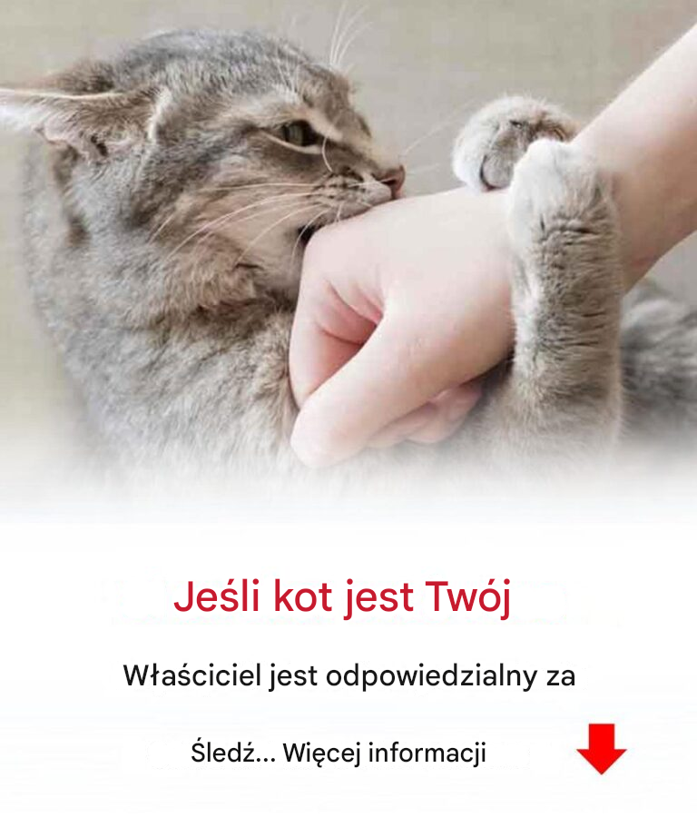 Czy Twój kot Cię podgryza? Oto co to oznacza