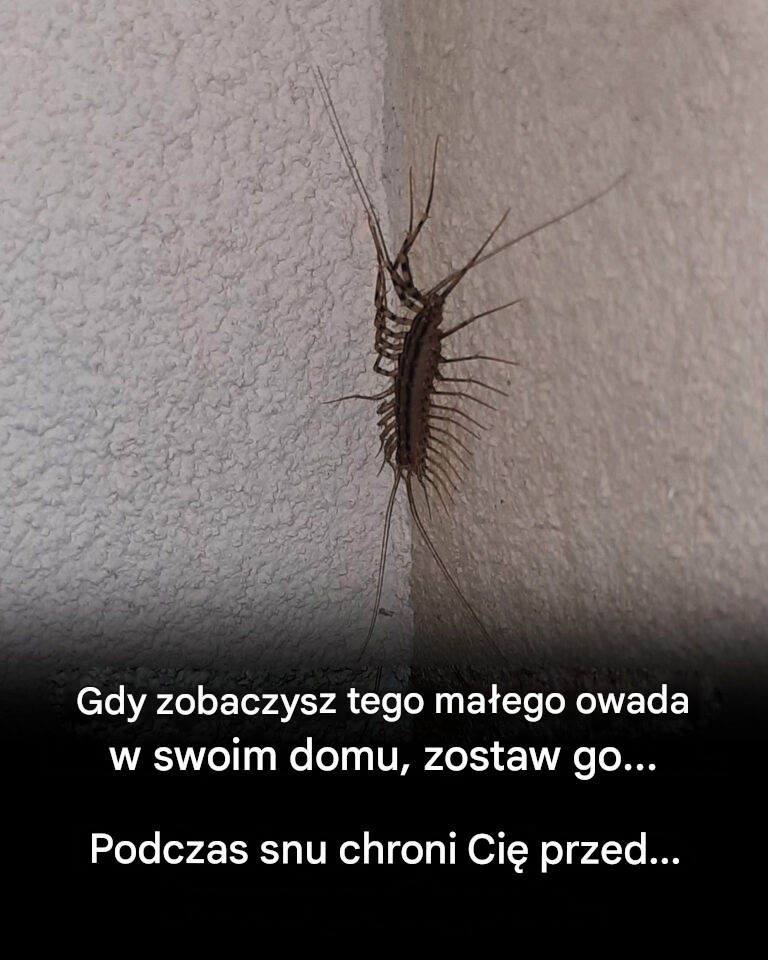Dlaczego nigdy nie powinieneś miażdżyć stonogi, jeśli natkniesz się na nią w domu